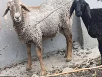 Wad, Sheep — sawirka 2