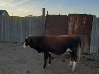 Dibi, Kazakh White-headed cow — sawirka 2