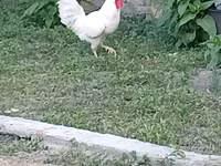 Chickens — foto 1