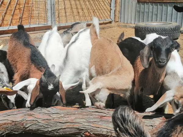 雌ヤギ, Alpine goat