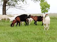 Κατσίκα, Saanen goat — φωτογραφία 4