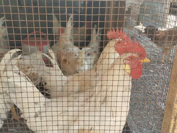 Chickens — Kyrgyzstan