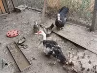 Ducks — 사진 3
