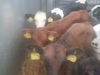 گاو نر, Simmental cattle — عکس 4