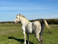 اسب نر, اسب — عکس 1