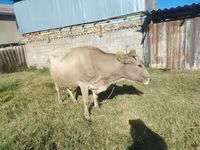 Ko, Simmental cattle — foto 6