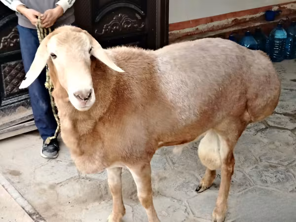 قوچ, Arashan sheep