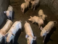 Boar, Pigs — photo 3