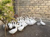 Geese — foto 2