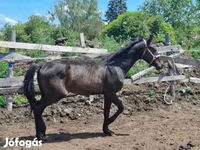 Kůň, Hungarian horse breed — foto 6