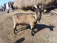 Billy Goat, Goats — photo 5