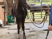 Адуу, Rocky Mountain Horse — 6 зураг