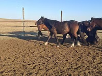 ม้าตัวผู้, New Altai Horse — รูปภาพ 2