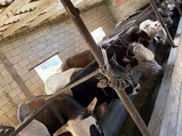 گاو نر, گاو — عکس 3