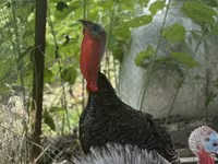 Turkeys — foto 4