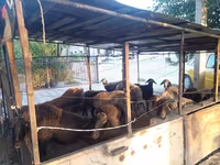 Kambing jantan, Sheep — foto 2