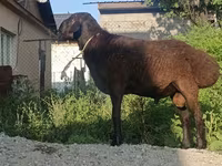 Қӯчқор, Hissar sheep — акс 1