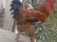 Chickens — Foto 3