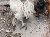Chickens — 사진 4