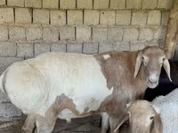 แกะตัวผู้, Rhon sheep — รูปภาพ 1