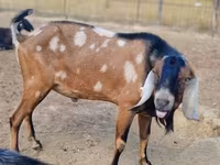 母山羊, Nubian Goat — 照片 3