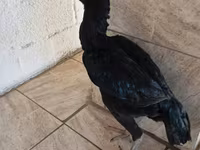 Guinea fowl — ፎቶ 1
