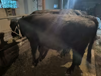 Toro, Bovini — foto 7