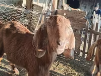 Cabra, Cabras — foto 6