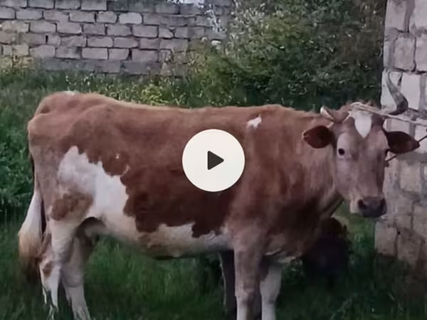 Сиыр, Әзербайжан зебу