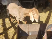 भेड़, Romanov sheep — फ़ोटो 4