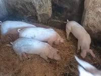 Scrofa, Крупная белая — foto 2