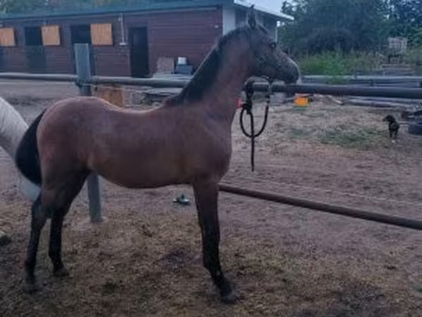 Hingst, Shagya