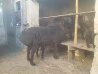 绵羊（批次，未指定性别）, Sheep — 照片 2