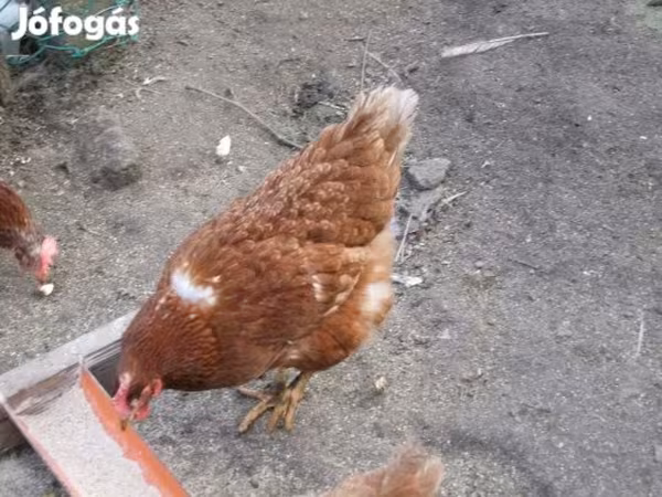 Danish hen