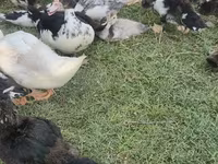 مسکوی خانگی — عکس 7