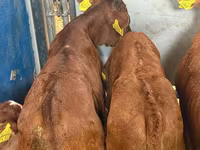 گاو و گوساله (گروه، جنسیت مشخص نشده), Simmental cattle — عکس 5