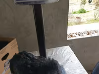 Australorp — fotografija 5