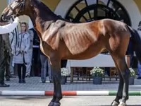 Hoppe, Nonius horse — foto 8