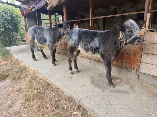 Toro, Swiss cattle