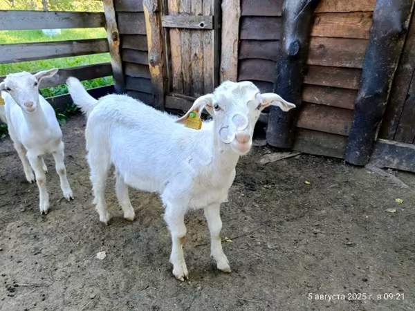 Billy Goat, Saanen goat — Russia
