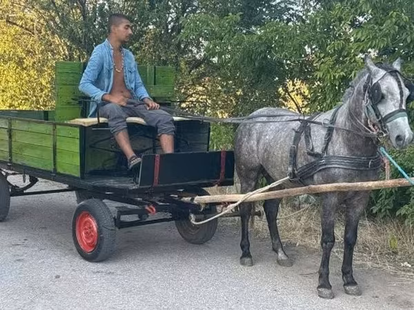 Horse (M), Horses — Hungary