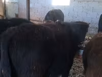 Toro, Aberdeen Angus — foto 8