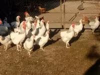 Chickens — foto 1