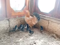 Chickens — foto 1