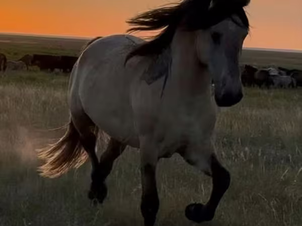 Kuda jantan, Bashkir horse