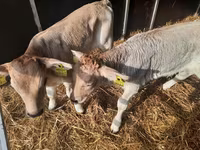 Toro, Simmental cattle — foto 1