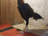 Chickens — լուսանկար 8