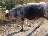 گاو ماده, بلژیکی آبی — عکس 2