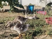 Geese — fotografija 3