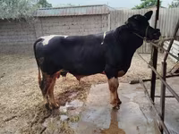 Touro, Raça Holstein — foto 3